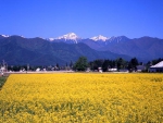 ภูเขาโจเน็นและทุ่งดอกนาโนะฮานะสีเหลืองทองในเขตโฮริกาเนะ